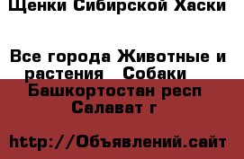 Щенки Сибирской Хаски - Все города Животные и растения » Собаки   . Башкортостан респ.,Салават г.